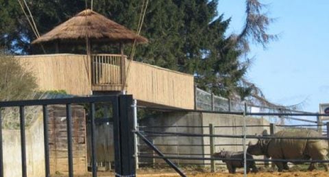 africa roofing asian rhinos