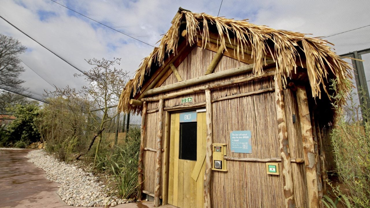 Africa Roofing UK thatching at the Madagascar Exhibit, Chester Zoo